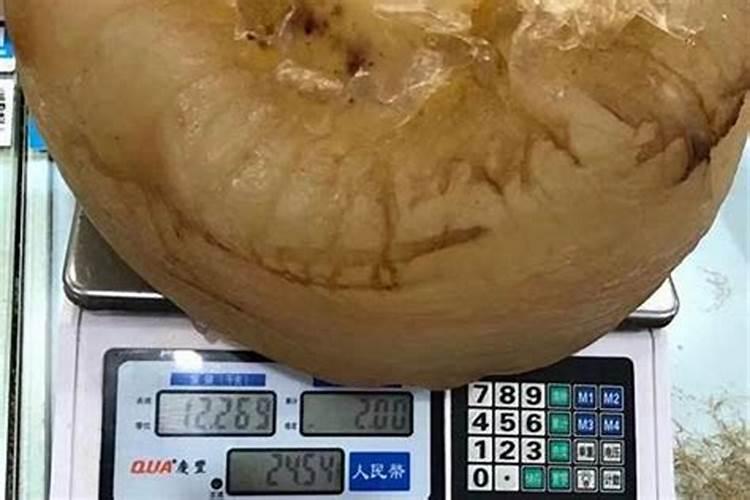 石太岁放多少水泡