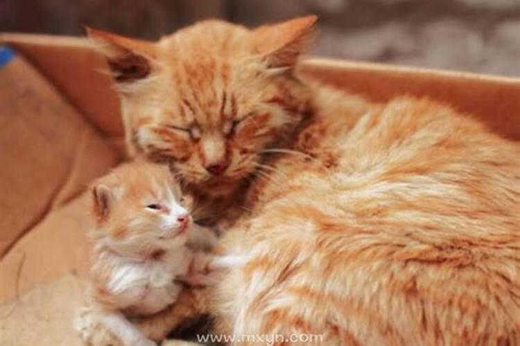 梦见猫产子后死了