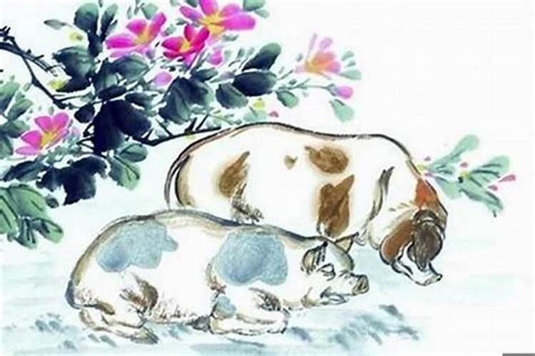 属猪的和属什么的合婚