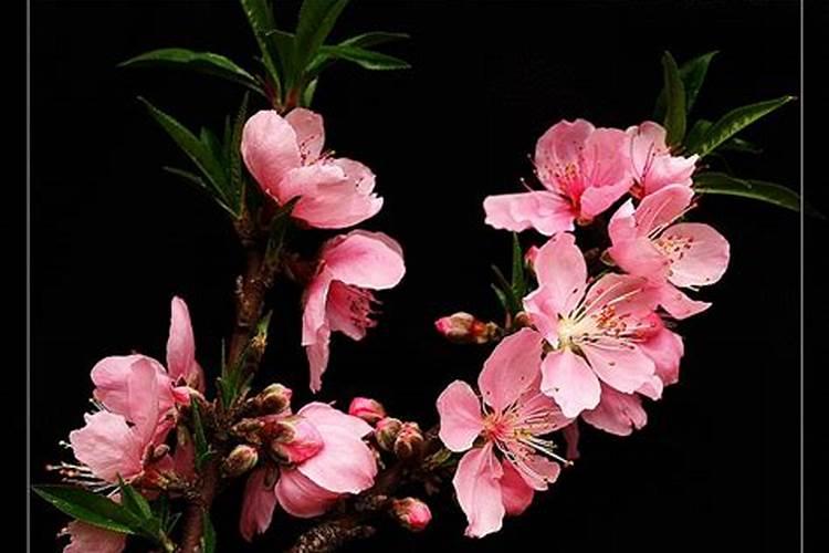 桃花红艳煞怎么化解？