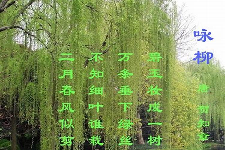 三月清明杨柳绿四月什么花正红