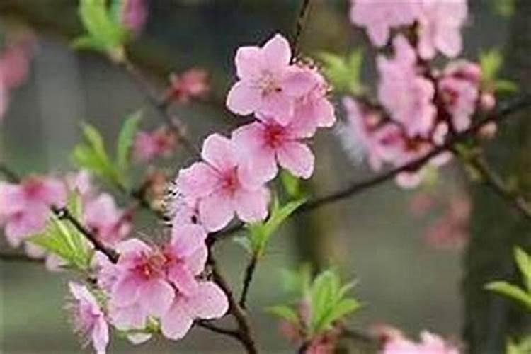 本命年的桃花都是烂桃花吗 如何避开烂桃花呢？