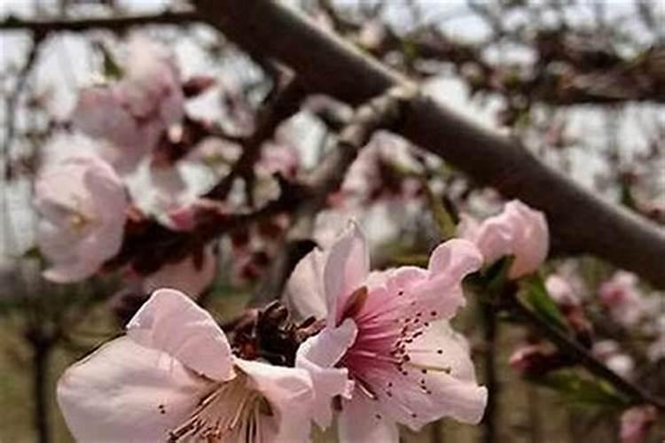 本命年遇到桃花劫怎么办 红色的纸有奇效