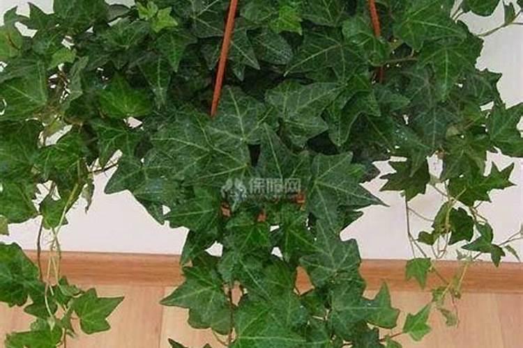 梦见马跑过来的预兆