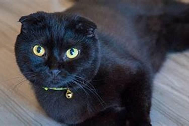 周公梦见黑猫是什么意思？