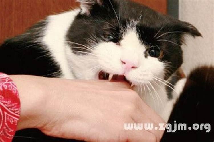 梦见把猫丢下楼的预兆