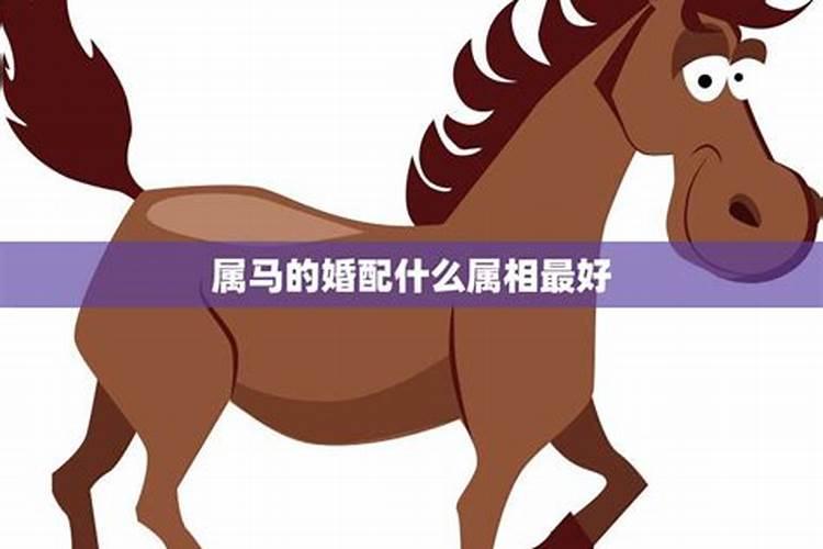 属马人的最佳婚配属相