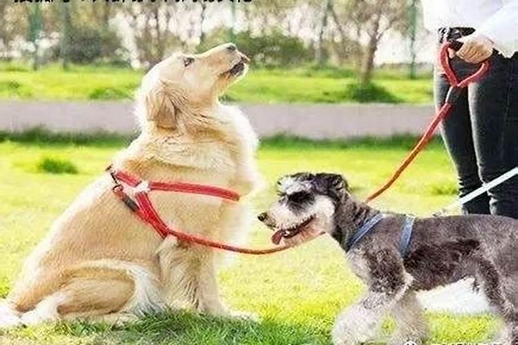 什么八字养猫最旺