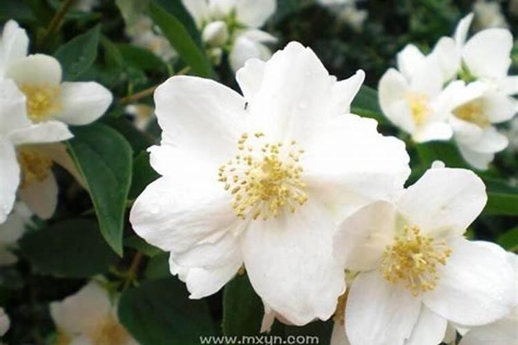 梦见白花盛开是什么意思？