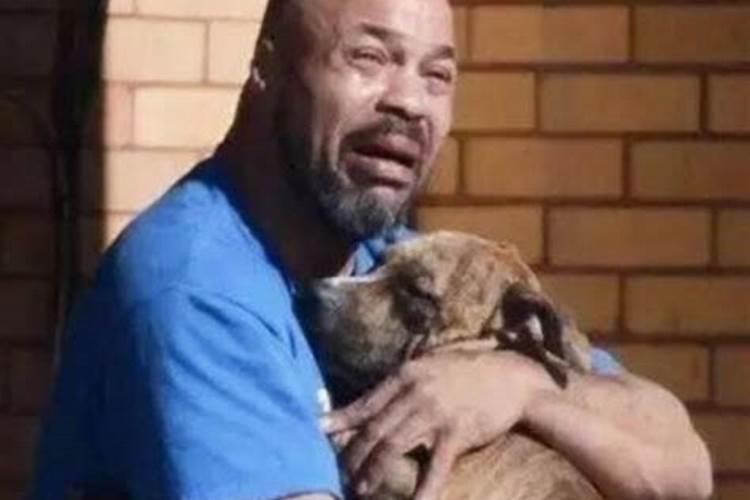 梦见狗死了要吃狗肉