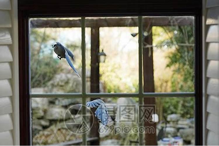 为什么总有小鸟对我窗户叫？