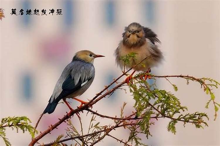 咕咕鸟在窗前叫好吗
