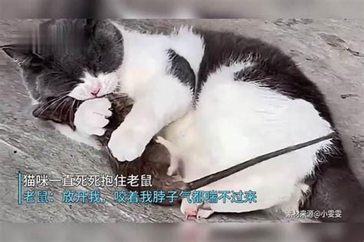 梦见猫向我扑来要咬我