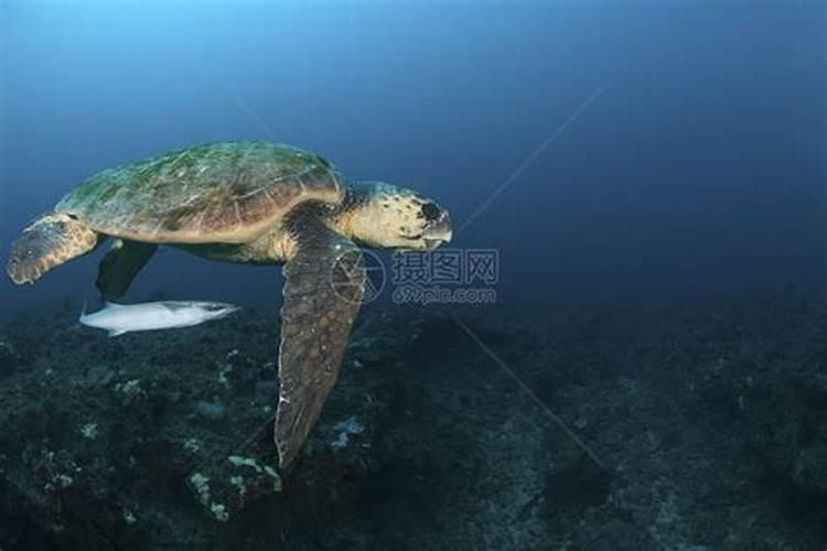 梦见大海龟在海里游的预兆