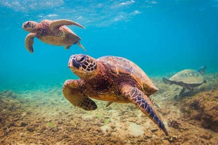 梦见海龟在大海里的预兆