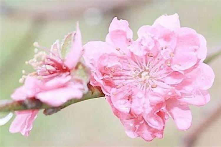 梦见红色的鱼是什么预兆(梦见红色的鱼)