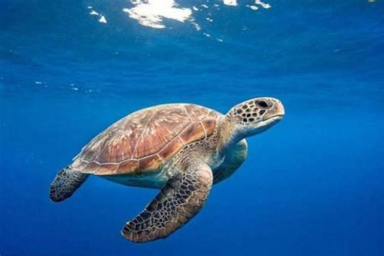 梦见巨大的海龟从天上游过打什么奖