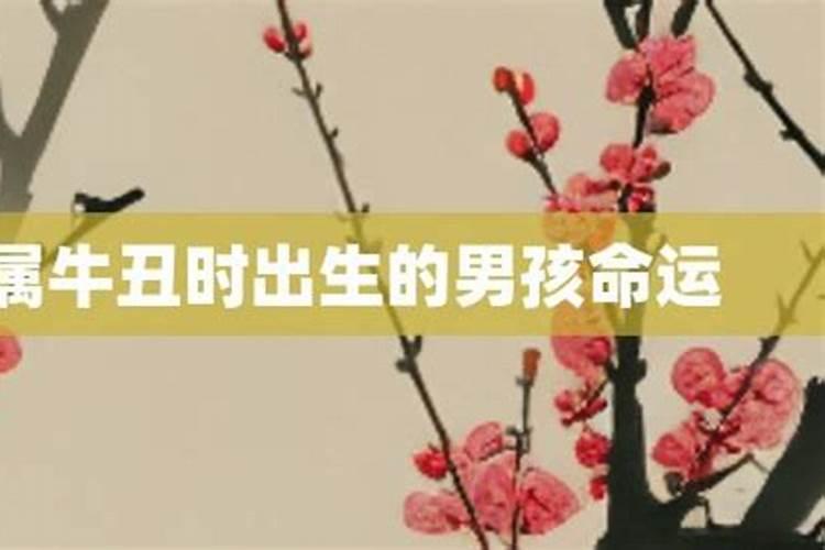 农历1985年12月初五丑时出生的人的命运
