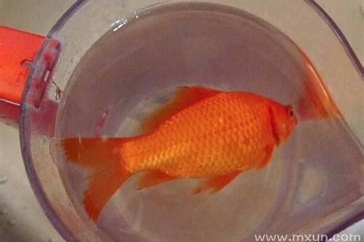 梦见金鱼死而复生