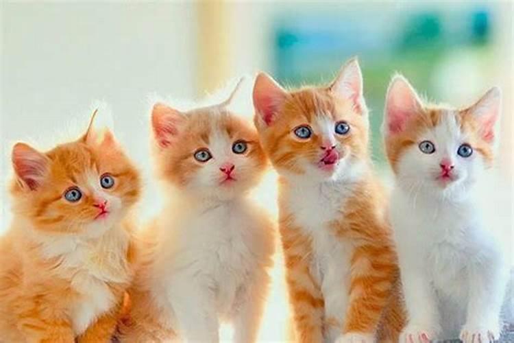为什么养猫会影响主人的运气呢？