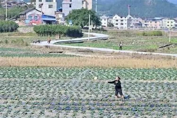佛山冬至吃什么传统食物 佛山冬至吃哪些传统食物