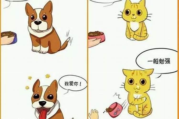 什么属相不能养猫 这几个属相和猫并不相合