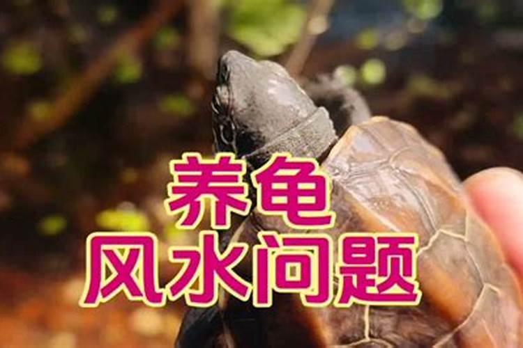 为什么有的人不能养猫？