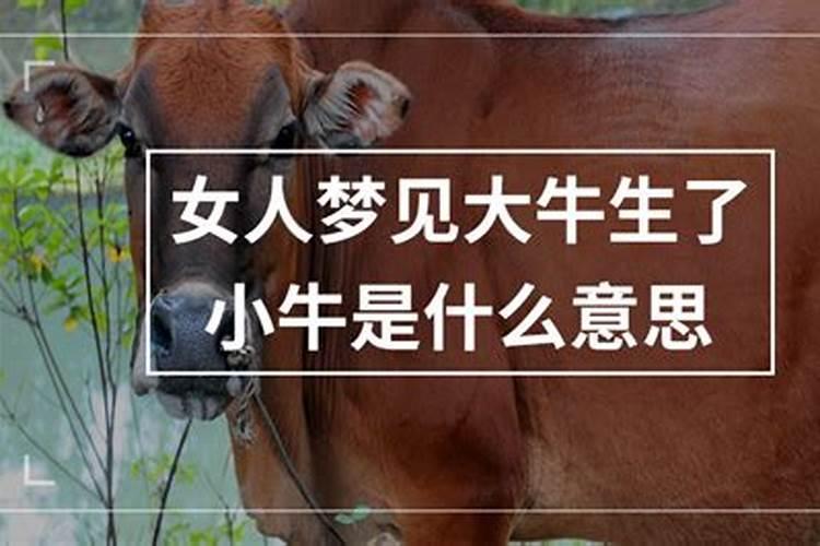 女人梦见大牛生了小牛是什么意思