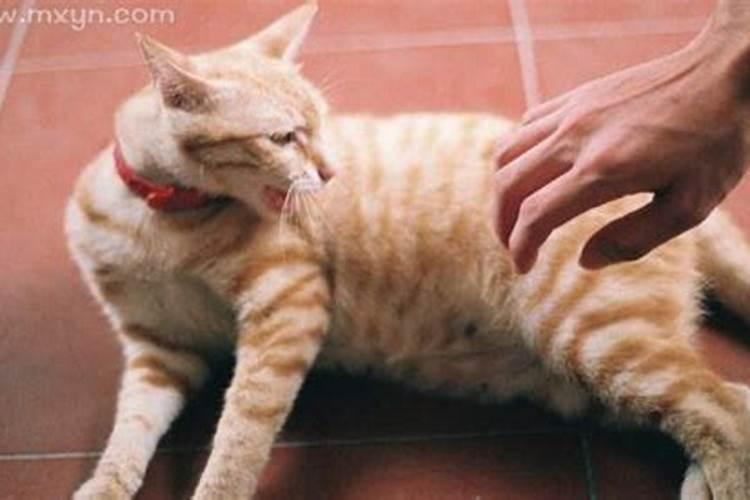 梦到被猫抓伤是什么兆头