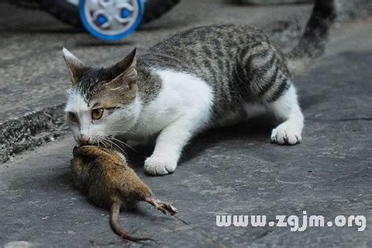 梦见像猫一样大的死老鼠的预兆