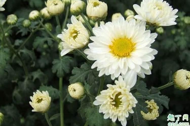 寒衣节祭奠先人选择什么鲜花 寒衣节烧寒衣可以烧真衣服吗