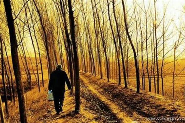 生肖虎正月十五生日,在zo15年命运