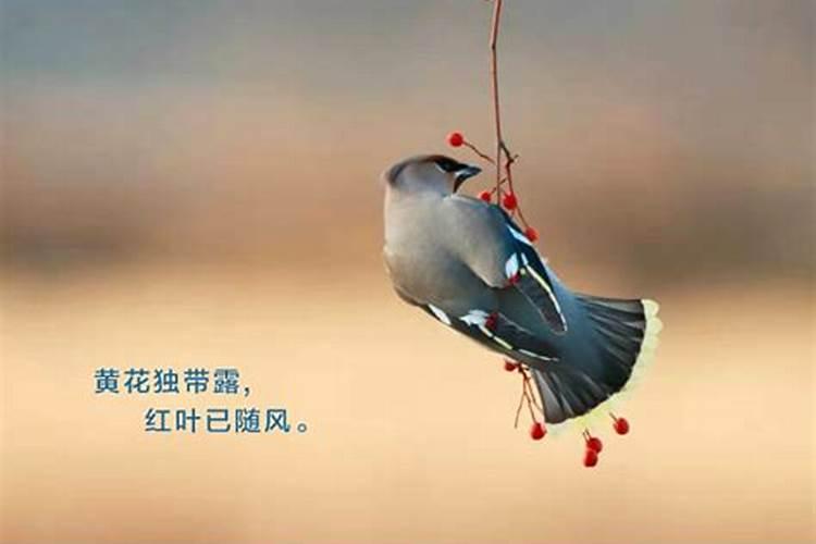 立冬的风俗吃什么