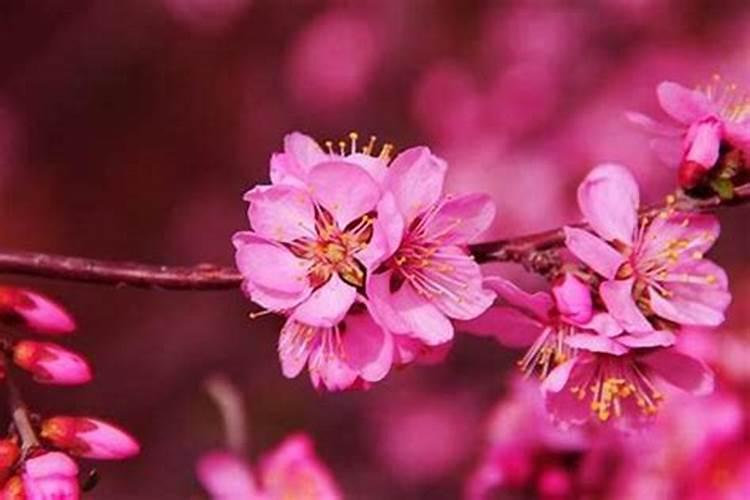 风尘女人的八字有什么特点,八字桃花较多