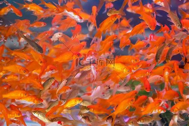 传统腊八粥的八种原料都是什么呀？