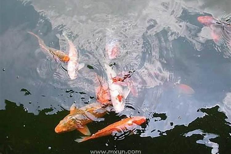 梦到鱼在水里游是什么意思