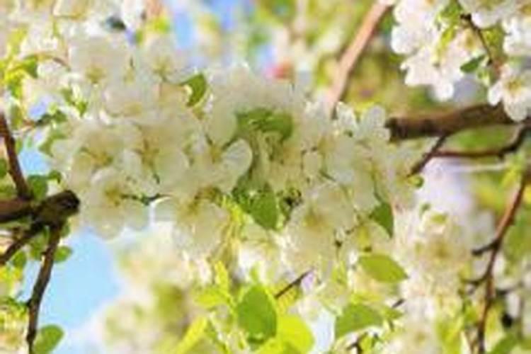 解惑:本命年犯太岁是什么意思？