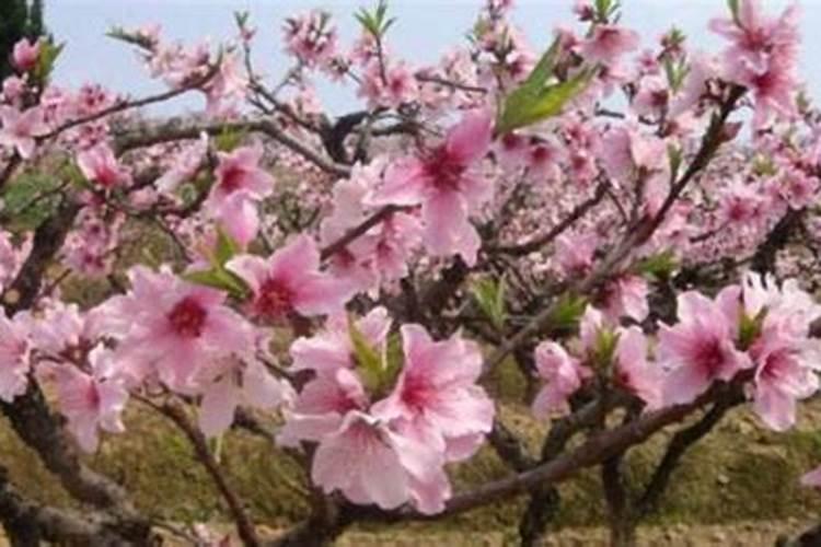 招桃花最厉害的植物是什么？