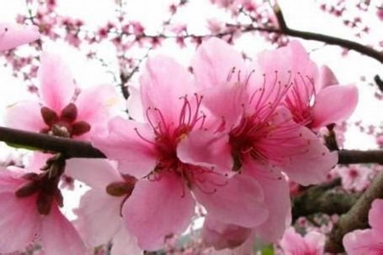 什么花招正姻缘最厉害？