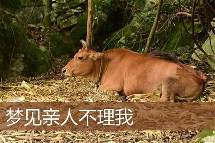 属鼠的和什么属相最配,相克