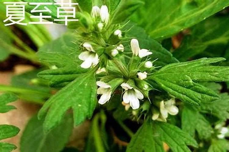 夏至草和益母草区别 夏至草和益母草有什么不同