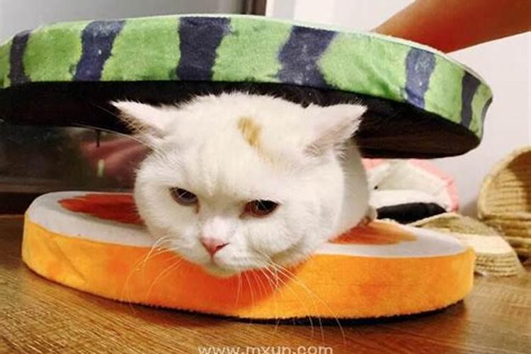 梦见吃猫肉是什么意思 梦见吃猫肉的寓意