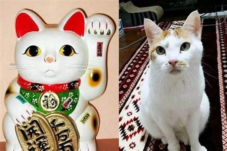 招财猫是什么意思？