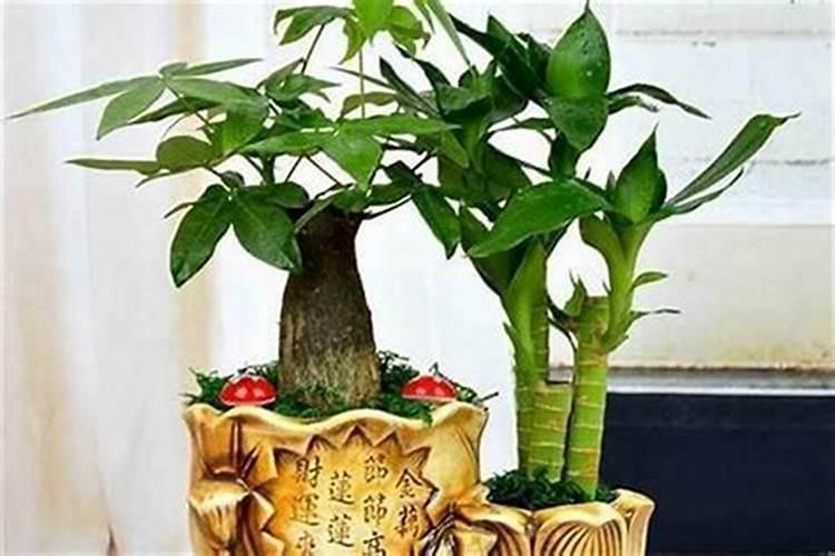 书房风水摆件有哪些可以旺文昌运？