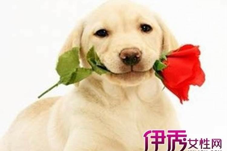 梦见别人家的狗把我腿上咬了个口子
