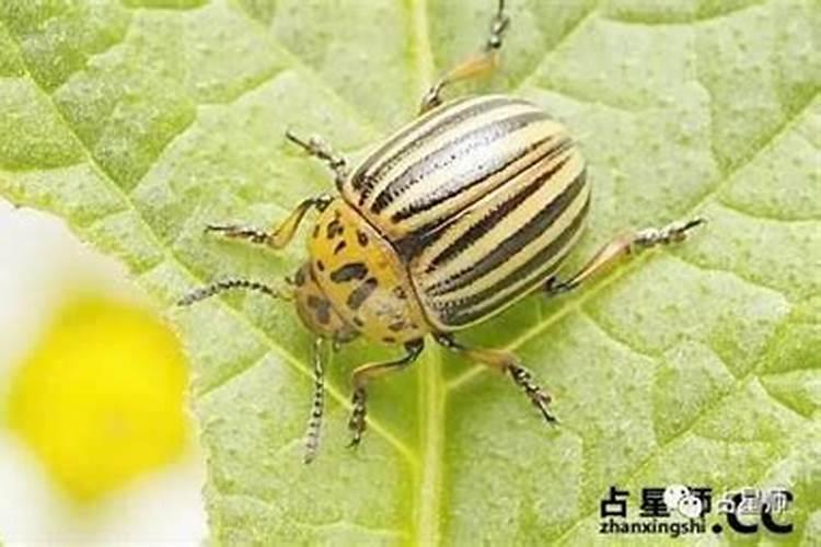 我属龙,1970年腊月27日出生,什么星座