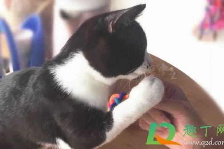梦见猫要亲我的预兆