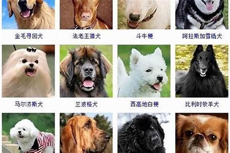 梦见狗生了好几个小狗
