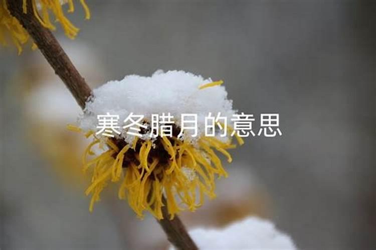 寒冬腊月是什么生肖
