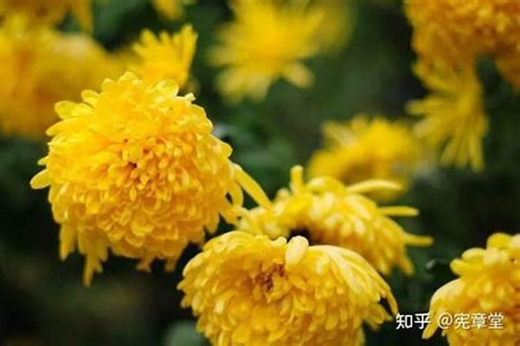 清明节送鲜花故人能感受到什么
